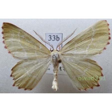 Thalera fimbrialis (Scopoli, 1763) Slovakia33b